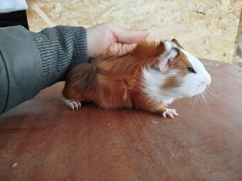 Morské prasiatko - morča