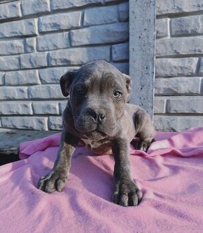 Cane Corso šteniatko