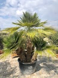 Palma Trachycarpus fortunei semená 10 ks - 1