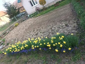 Predám narcisy, modrice
