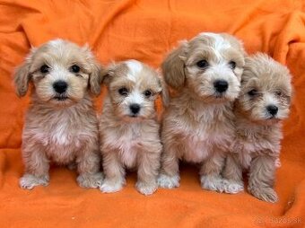 Predám MALTIPOO