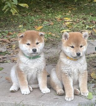 Shiba inu s PP