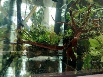 Set zabehnutého akvaria