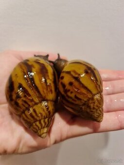 Africke slimáky Ghana F1 - 1