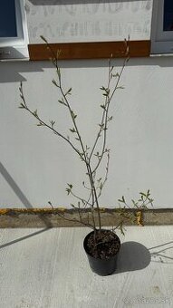 Muchovník lamarckov viackmienok 110 cm