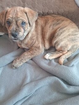 Fenku matka Amstaff