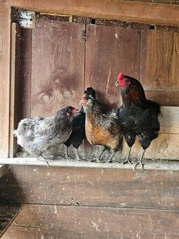 Araucana  3+1