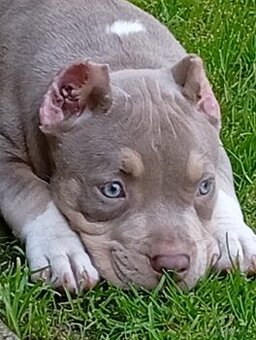 American bully pocket