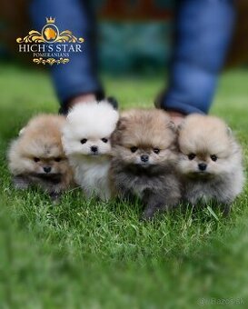 Pomeranian s PP FCI