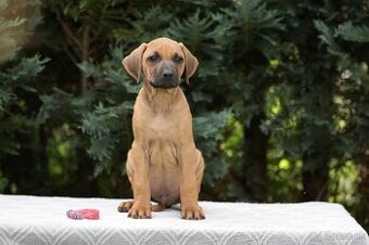 rhodesian ridgeback s PP nestandartni pejsek 🩷 -