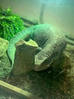 Varanus exanthematicus