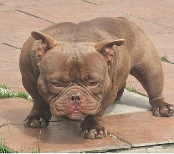 American bully psik micro