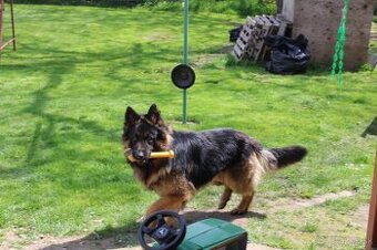 Nemecky ovčiak šteniatka