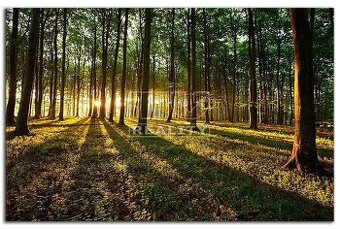 Na predaj les v katastri obce Turzovka (okr Čadca) - 1