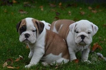 Kúpim šteniatko Anglického buldoga