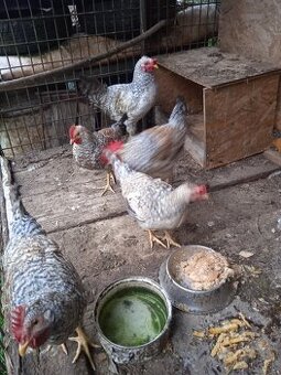 Kohúty Cream Legbar