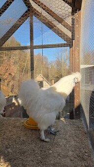 Hodvabnička - kohúty