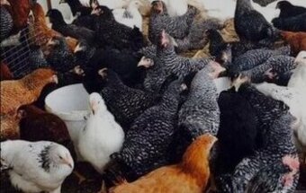 Ponúkam na predaj Mladky Pred znaškou aj viac druhov farieb