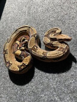 Veľhad kráľovský , Boa constrictor