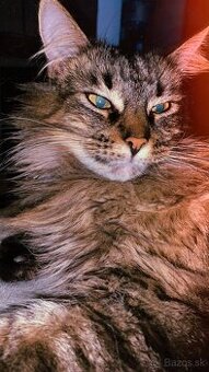 Mamine coon