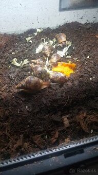 Predám africke slimaky Lisoachatina recitulata