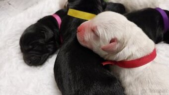 Labrador s PP žlté a čierne šteniatka