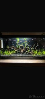 Predám akvárium s rybkami 60x30x30