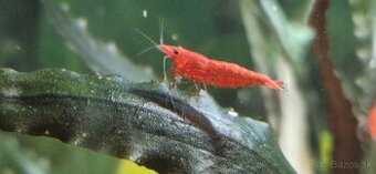 Predám krevetky  - Neocaridina davidi - red cherry