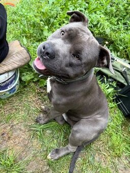 Modry Stafford na krytie