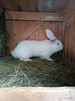 Drínovsky Biely Králik Modrooký - 1