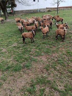 predam kamerunske ovce