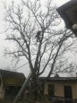 Pílenie stromov nad domom, elektrickým vedením, pomníkmi - 1