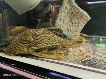 pleco L190