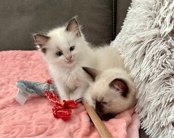 Ragdoll
