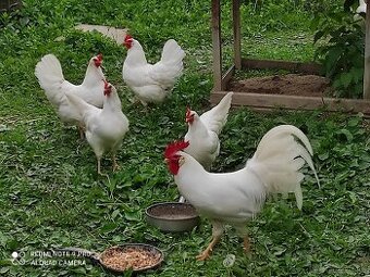 Leghorn