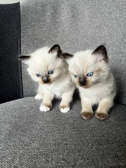 Ragdoll mačiatka