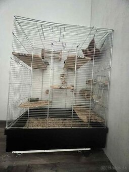 Osmak degu s klietkov