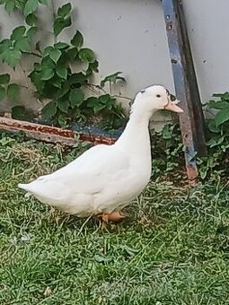 Kacka mulard