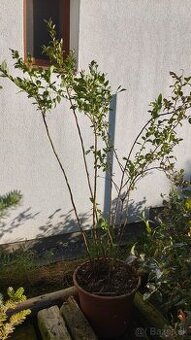 Čučoriedka Bluecrop cca 170 cm vysoká 6 ročná