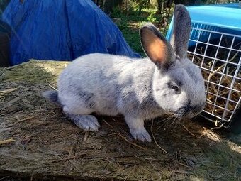 Veľký svetlý strieborný králik