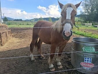 Predám tazneho zrebceka