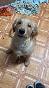 Predám Zlatého Retrievera