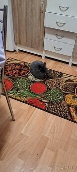 Mini tedy a zakrsky kralik mini