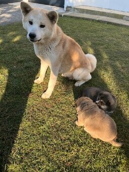 Akita inu