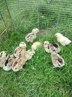 Araucana