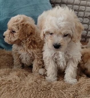 Maltipoo