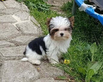 Biewer Yorkshire terrier