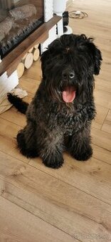 Symbolicky predám Kerry Blue Terrier