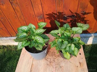Brunnera