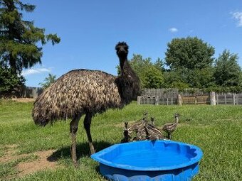 Emu hnedý (pštros) - posledné kusy